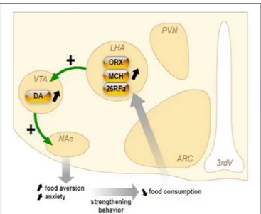 FIGURE 3 | Schematic representation of the hypothetical chronic stimulation of orexigenic neuropeptides on the reward circuitry in anorexia nervosa