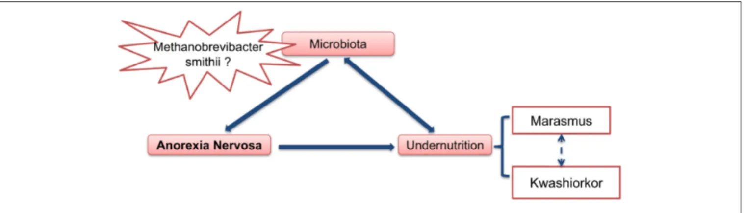 FIGURE 4 | Gut microbiota as an important contributing factor in Anorexia Nervosa.