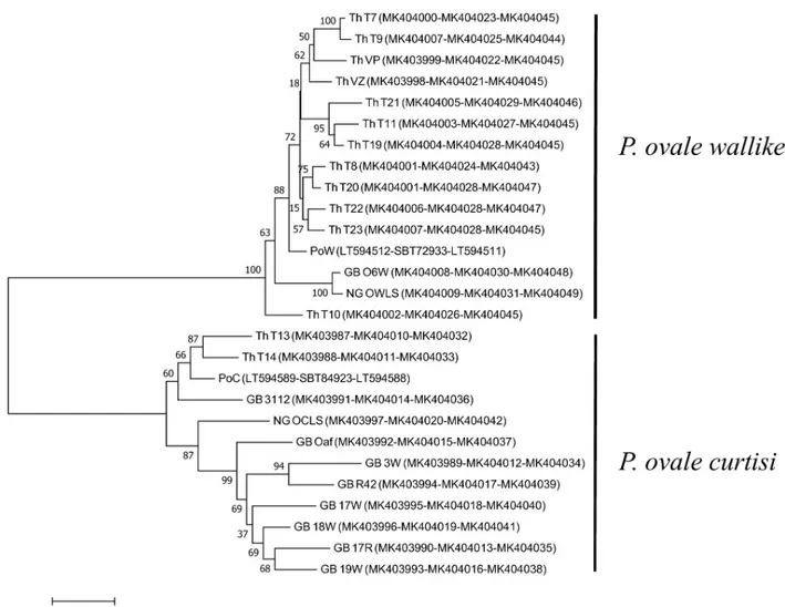 Fig 4. Phylogenetic analysis of P. ovale spp. Phylogenetic tree inferred using the Neighbor-Joining method based on concatenated CTRP, CSP, and MSP1 proteins