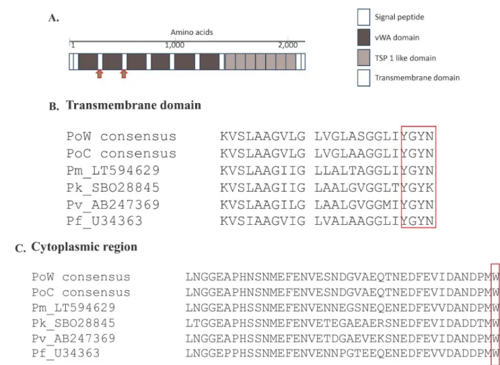 Fig 1. The Plasmodium ctrp gene. (A) Schematic representation of the domain structure of Plasmodium ctrp gene