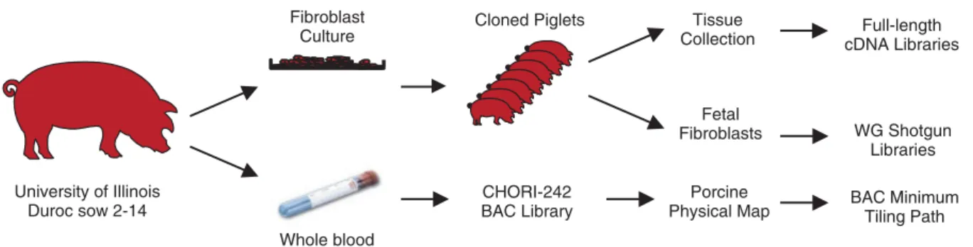 Figure 1. Schema for the production of autologous reagents for sequencing the porcine genome