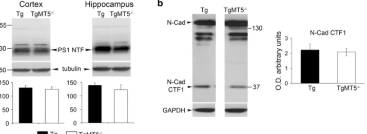 Fig. 6 Long-lasting beneficial effects of MT5-MMP deficiency in the brains of TgMT5 -/- mice