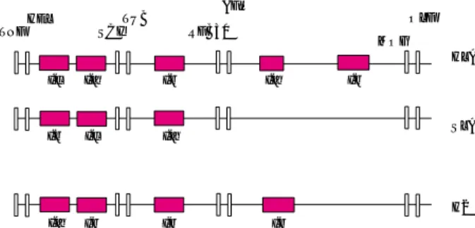 Figure 4. Evolution possible de la région CMH. Les gènes (fond blanc) qui ne contiennent pas un exon IgC, IgV, RING, B30 ou PBD  constituent le chromosome ancestral