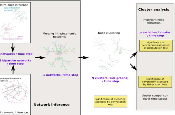 Figure 2. Workflow of the network analysis. Intra- and inter-omics networks were first inferred separately before a global merging for each time step: at baseline, after a 8-week low calorie diet and after weight maintenance diet (3 groups)