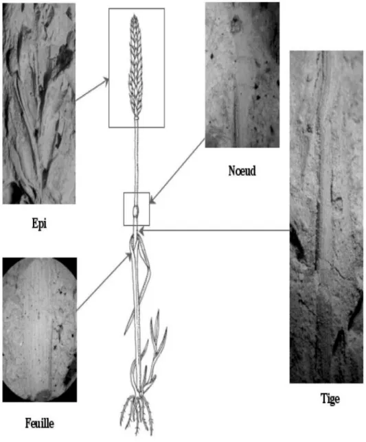 Fig. 2. Composantes du dégraissant végétal 1 : empreintes sur brique crue d’Ulug Depe et de Shahi Tump, photos prises au  microscope binoculaire