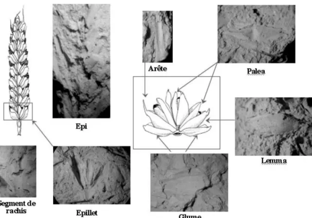 Fig. 3. Composantes du dégraissant végétal 2 : empreintes sur brique crue d’Ulug Depe et de Shahi Tump, photos prises au  microscope binoculaire (Clichés E