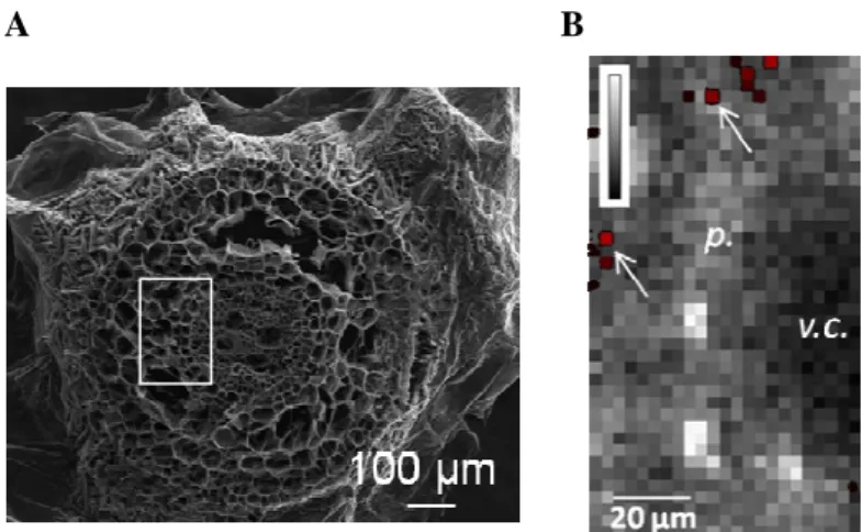 Figure 3. Ti distribution in wheat roots. Transversal sections of a root analyzed by SEM (A) and by  µ-XRF image of a region related to the white square in A (B) after a 7-day exposure to 12 nm anatase 