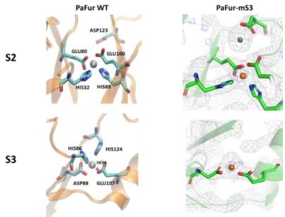 Fig. 4: Comparison of the chemical environment of S2 and S3 sites in the PaFur-WT structure  containing zinc (Pohl et al., 2003 - Left) and in PaFur-mS3 (right) containing manganese ions