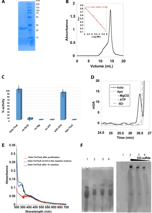 Fig. S3. Purification and activity of TmTtuA. (A) A 12% SDS/PAGE gel analysis of TmTtuA