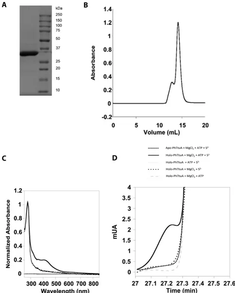 Fig. S4. Purification and activity of PhTtuA. (A) The 12% SDS/PAGE gel analysis of PhTtuA