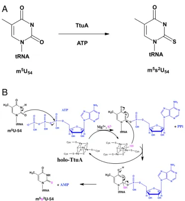 Fig. 1. (A) Thiolation reaction catalyzed by TtuA. (B) Proposed thiolation mechanism of TtuA with the [4Fe-4S] cluster playing the role of sulfur carrier, allowing multiple catalytic cycles