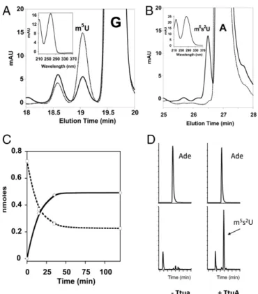 Fig. 3. In vitro thiolation activity of TmTtuA. The thiolation activity of TmTtuA was tested using ttcA − E