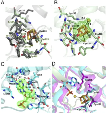 Fig. 5. The [Fe-S] cluster and AMP ligands occupy close positions within the TtuA active site