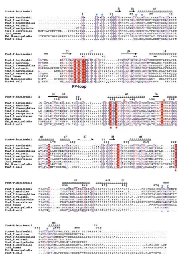 Fig. S1. Amino acid sequence alignment of several members of the TtcA/TtuA proteins superfamily