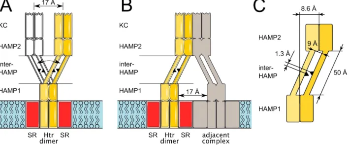 Figure 7. Two possible roles of the HAMP domain region of phototactic signal transducers