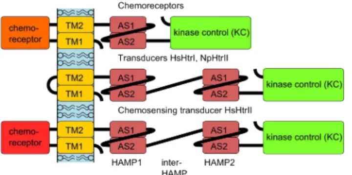Figure 1. Domain architecture of bacterial chemoreceptors (top), of the phototactic signal transducers  HsHtrI and NpHtrII (middle), and of the transducer and chemoreceptor HsHtrII (bottom)
