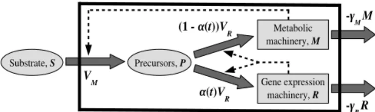 Fig. 1. Scheme of the model.