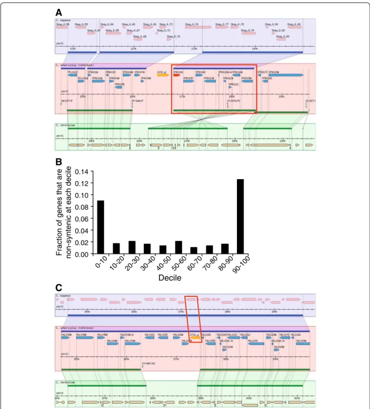 Figure 3 Annotation of the S. arboricolus genome. (A) A Gbrowse_syn visualization of the inversion on chromosome VI within S