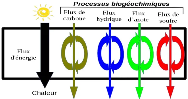 Figure 2 : Flux d’énergie et flux biogéochimiques au sein d’un écosystème