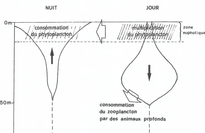 Figure 6 : Schéma de la migration verticale circadienne du zooplancton herbivore 1