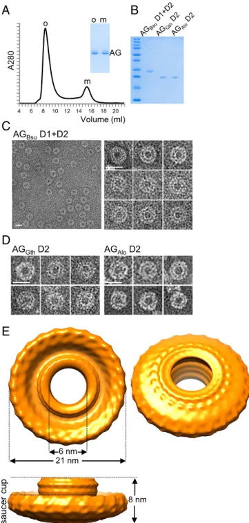 Fig. 2. The extracellular domain of AG forms large oligomeric rings in vitro.