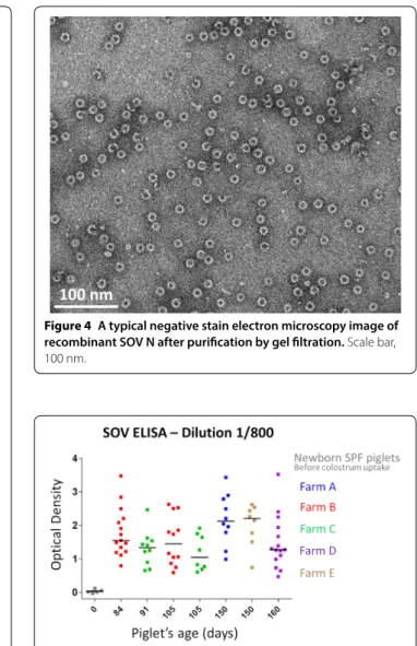 Figure 4  A typical negative stain electron microscopy image of  recombinant SOV N after purification by gel filtration