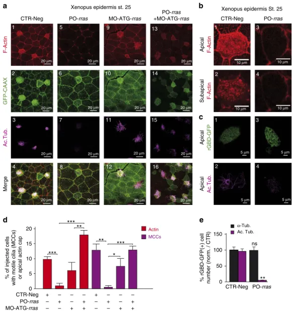 Figure 7 | The direct repression of RRAS by miR-449 affects multiciliogenesis and apical actin cap formation in Xenopus