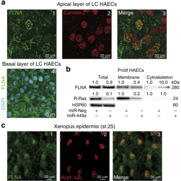 Figure 8 | MiR-34/449 promote FLNA relocalization during MCC differentiation. (a) Apical layer of differentiated HAECs (LC stage) were stained for the basal bodies marker centrin-2 (in red) and the actin-binding protein ﬁlamin-A (FLNA, in green)