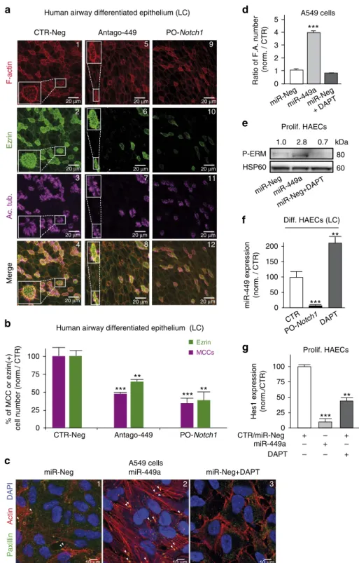 Figure 1 | MiR-449 affects actin network remodelling and multiciliogenesis in HAECs. (a–c) Effect of a treatment by control antagomiR (CTR-Neg), anti-miR-449a/b (Antago-449) and miR-449::Notch1 protector (PO-Notch1) on differentiating HAECs