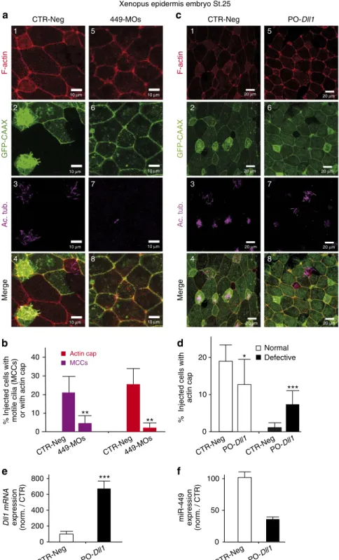 Figure 2 | MiR-449 affects actin network remodelling and multiciliogenesis in Xenopus epidermis