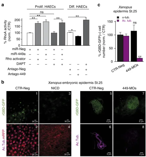 Figure 3 | miR-449 controls small GTPase pathways during MCC differentiation. (a) Left (Prolif