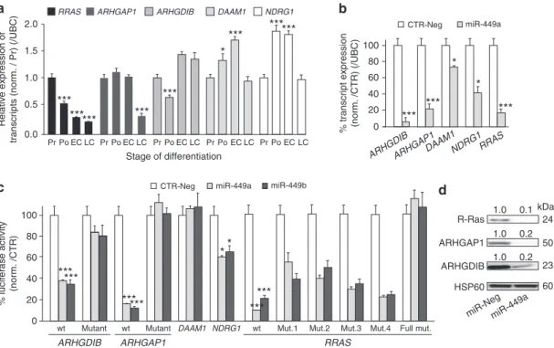 Figure 4 | ARHGAP1, ARHGDIB and RRAS are targeted by miR-449 in HAECs. (a,b) Transcript expression levels of ARHGAP1, ARHGDIB, DAAM1, NDRG1 or RRAS were analysed using real-time RT–PCR during HAEC differentiation (a) or following miR-449a overexpression (4