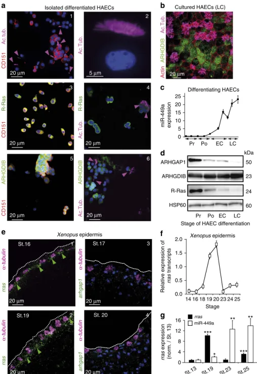 Figure 5 | Cellular speciﬁcity of expression of ARHGAP1, ARHGDIB and R-Ras during MCC differentiation
