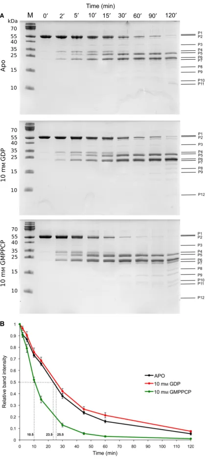 Fig. 5. (A) SDS/PAGE analysis of the tryptic digestion of His-EngA WT in different nucleotide-bound states