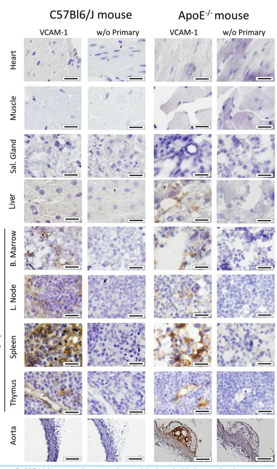 Figure  2.  VCAM1  expression  was  observed  in  lymphoid  tissues  (i.e.  bone  marrow,  lymph  nodes,  spleen  and  thymus)  of  both  C57Bl/6J  control  and  hypercholesterolemic  ApoE -/-   mice  via  immunohistochemistry,  whereas  no  VCAM1  express
