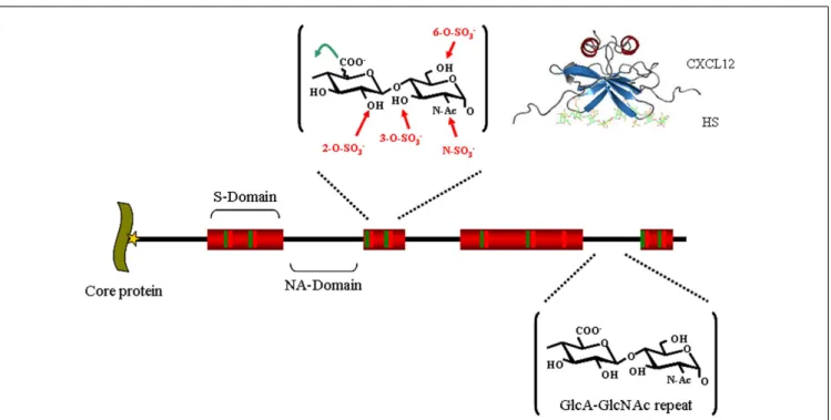 FIGURE 1 | Heparan sulfate structure. HS, whose biosynthesis is initiated by the attachment of xylose (star) to specific serine residues in HSPG core proteins, followed by the formation of a linking tetrasaccharide