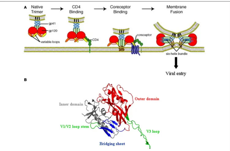 FIGURE 3 | HIV-1 entry mechanism. (A) Schematic representation of the multi-step process of HIV-1 entry; from attachment to CD4 (left) to fusion between the viral and the cell membrane (right)