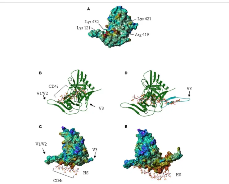 FIGURE 4 | The V3 loop and the co-receptor binding domain of gp120 features HS binding sites