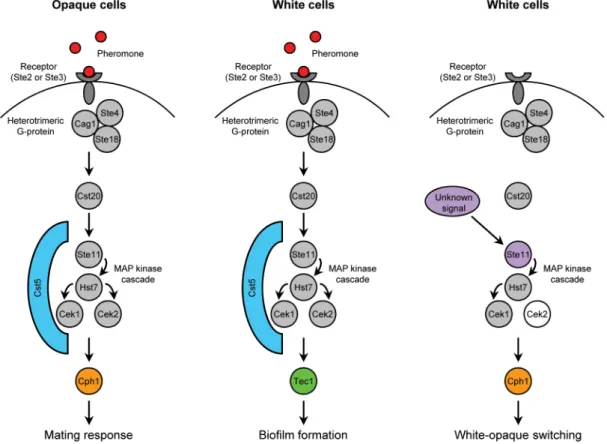 Figure 11. Schematic illustrating the different usages of the pheromone-responsive MAP kinase signaling pathway in white and opaque cells