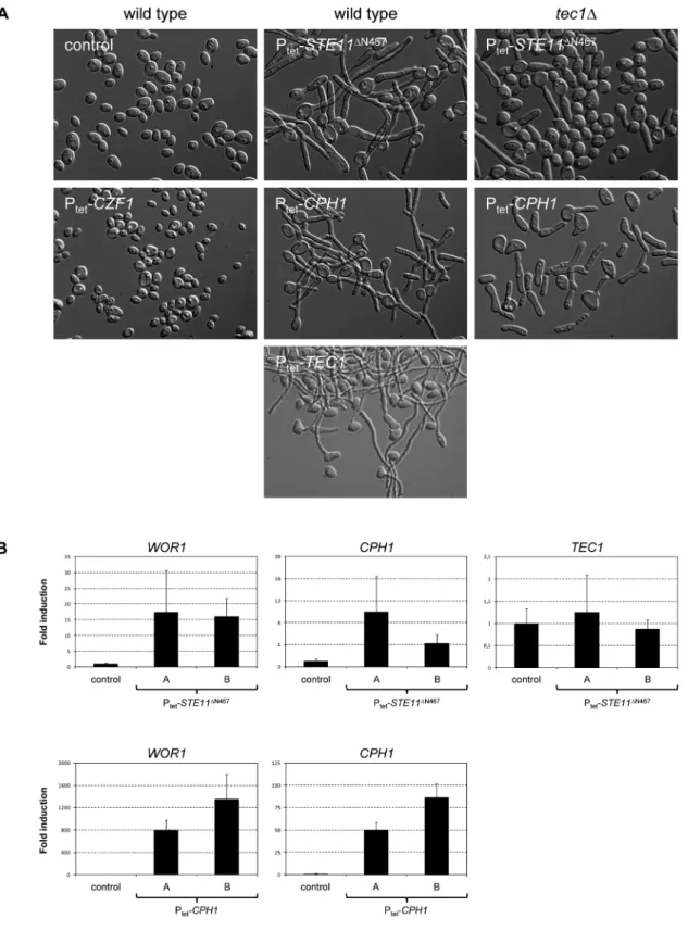 Figure 6. Effects of Tet-induced expression of STE11 DN467 and CPH1 in wild-type and tec1 D backgrounds on cellular morphology and gene expression