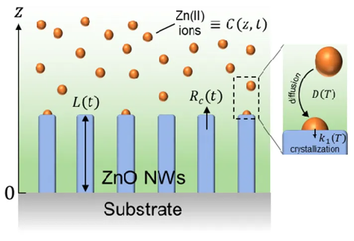 Figure 1. Schematic of the geometry used to establish the theoretical model of the axial growth rate of ZnO NWs  by CBD and its temporal dependence under dynamic conditions (i.e