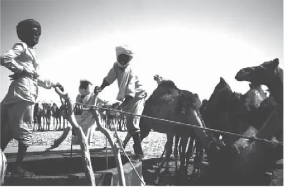 Fig. 3 Abreuvage des chameaux.