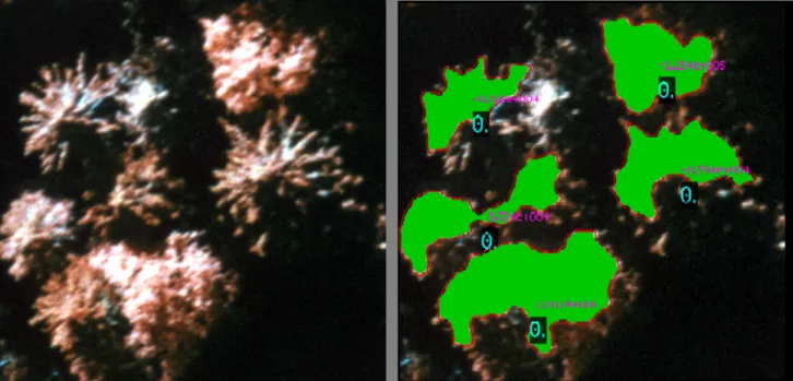 Figure 4: Left: CIR image of tree crowns, c  CBA. Right: ﬁnal object conﬁguration. The numbers in the interiors of the curves show the value of H 2 (black background), demonstrating that there is no degeneracy in the solution, and the value of H 1 .
