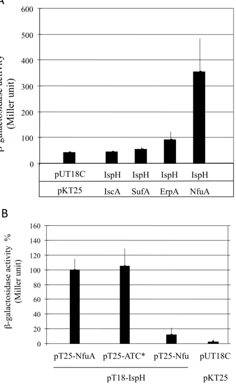 Figure  7.  IspH  interacts  with  NfuA.  Study  of  the  interaction  between  IspH  and  NfuA using bacterial two-hybrid