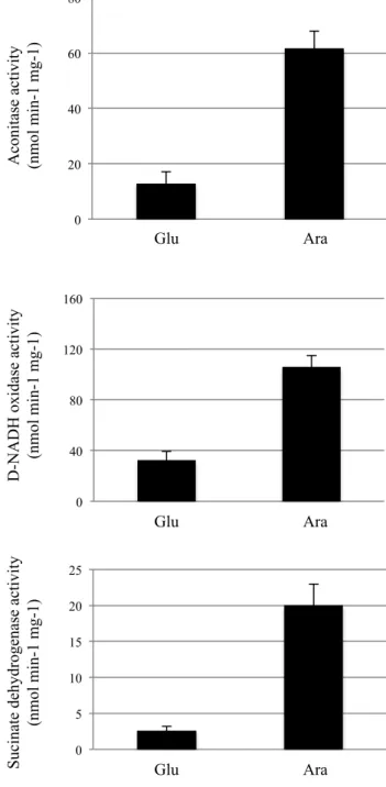 Figure 8. Aconitase B and respiratory complexes I and II activities are compromised  in  ErpA  depleted  cells