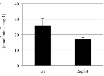 Figure  9.  NfuA  is  required  for  respiratory  complex  II  activity.  Effect  of  a  Δ nfuA  mutation  on  SDH  activity