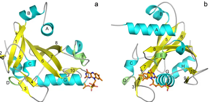 Fig 3. HoloNqrC' structure. (a) and (b) — Overall view with 90°-rotation. Different secondary structure elements are shown in colors: β -sheets in yellow, α -helices in cyan, 3 10 -helix in green