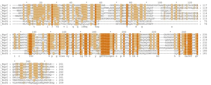 Fig 5. Sequence alignment of the NqrC subunits of NQR from different bacteria (V. harveyi (Vh_NqrC), Yersinia pestis (Yp_NqrC), Haemophilus influenza (Hi_NqrC), Pasteurella multocida (Pm_NqrC), Neisseria meningitidis (Nm_NqrC) and Pseudomonas aeroginosa (P
