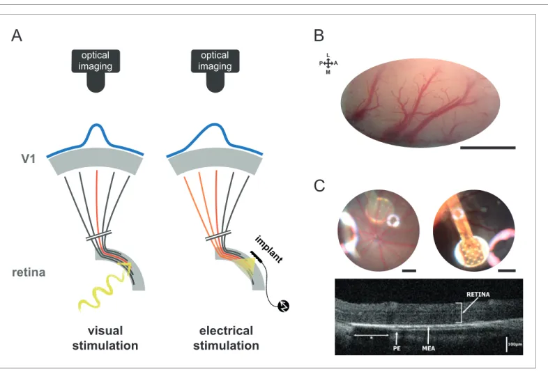 Figure 1. Experiment design. (A) Schematic view of the experimental setup with the camera and the visual pathway from the retina to V1 activated with normal visual stimuli (left) or with sub-retinal electrical stimulation using a MEA (right)