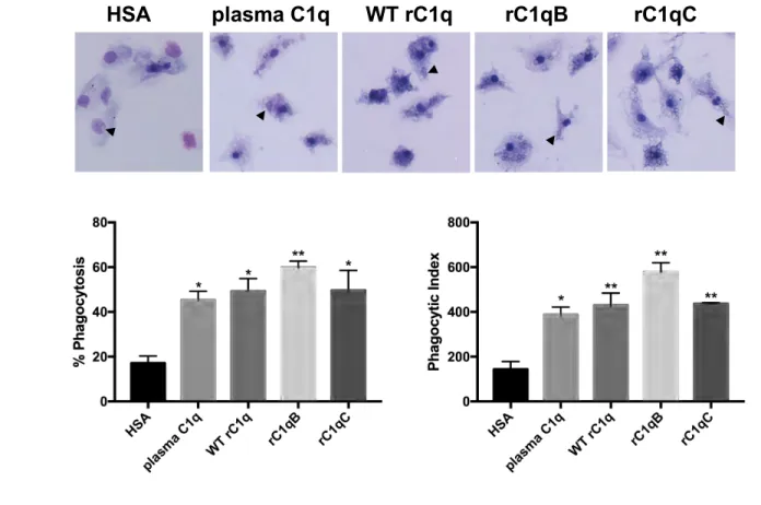Figure 2:   C1q variants rC1qB and rC1qC activate phagocytosis in HMDM, similar to plasma C1q
